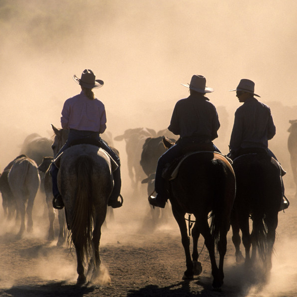 “told with authenticity and humour”- Bram&nbsp;Collins